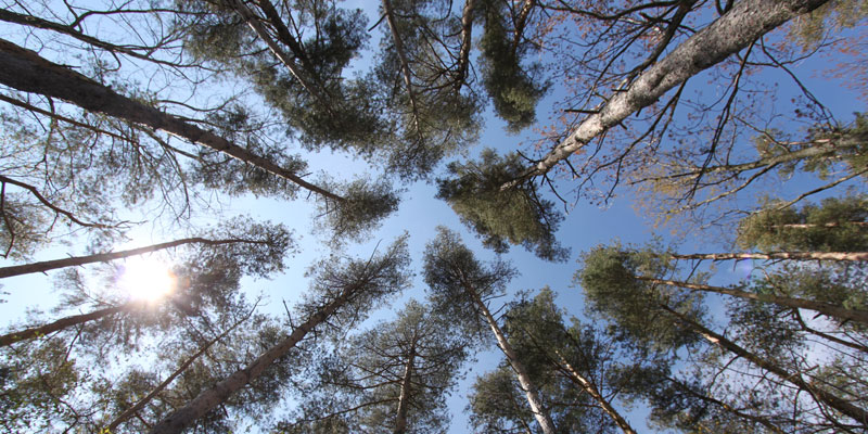 Photo of the pine trees looking up on Par 4 Hole 1 at Tamarack Golf Club in Oswego, NY.