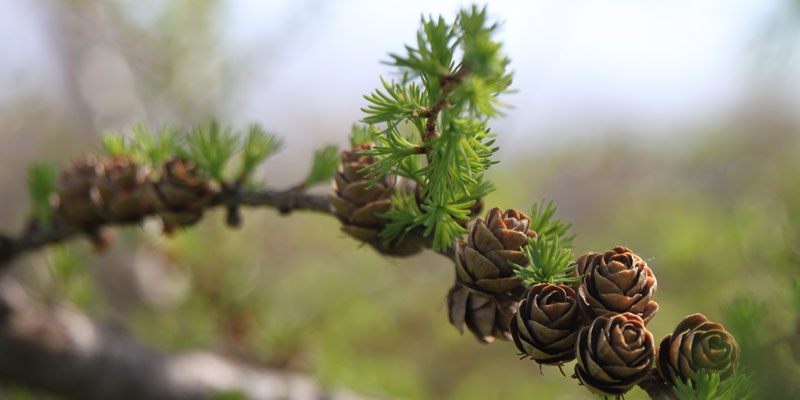Photo of pine cones on a tamarack tree in the spring at Tamarack Golf Club in Oswego, NY.